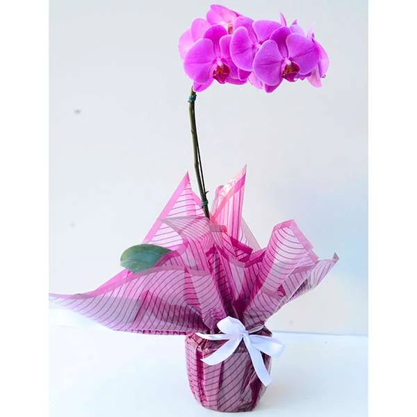 Orquídea Phalaenopsis - Pink Elegância